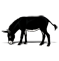Ane Noir