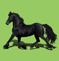Frison