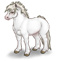 Poney Blanc