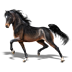 Poney Hackney