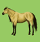 Quarter Horse